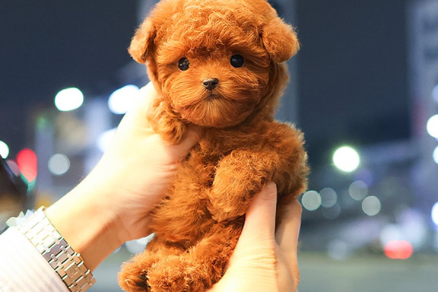 SUPER STAR TOY POODLE YAVRULARIM 1