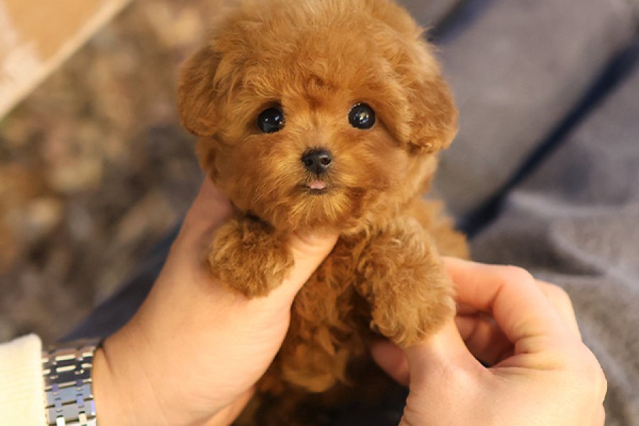 EN AKILLI VE TATLI TOY POODLE BEBEKLERIMIZ 1