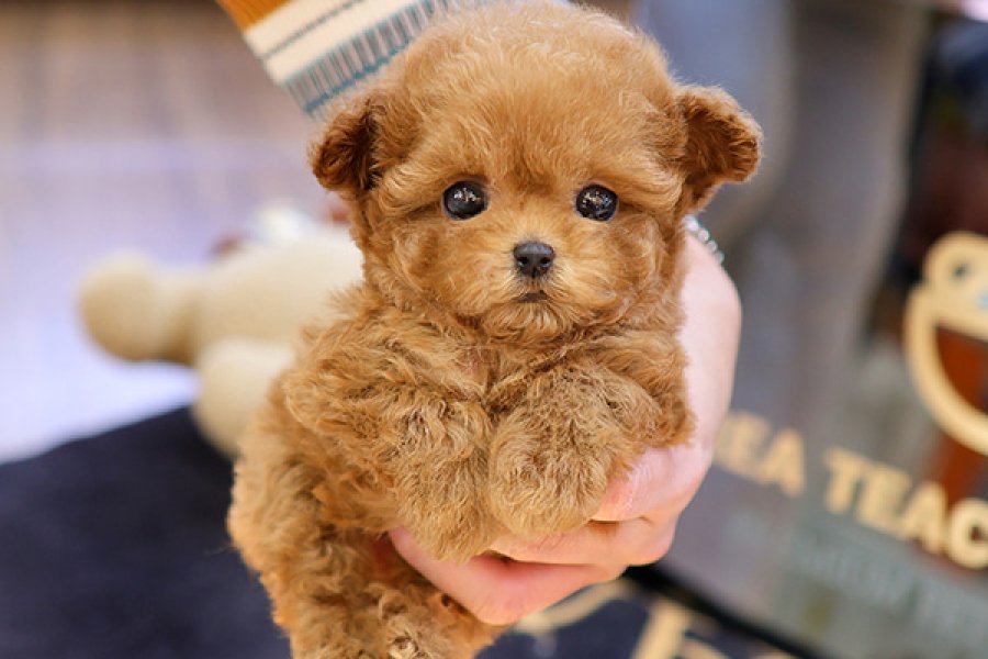 Mutluluk deposu toy poodle bebisler 1