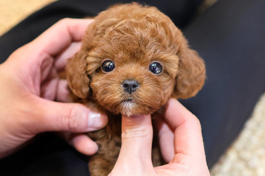 SECKIN VE OZEL TOY POODLE BEBEKLERIMIZ 1
