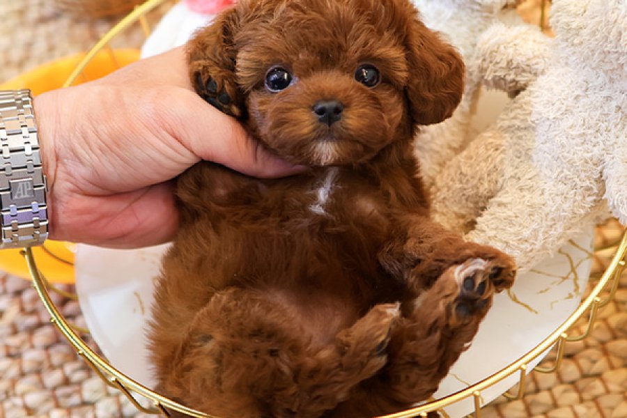 SECKIN VE OZEL TOY POODLE BEBEKLERIMIZ 2