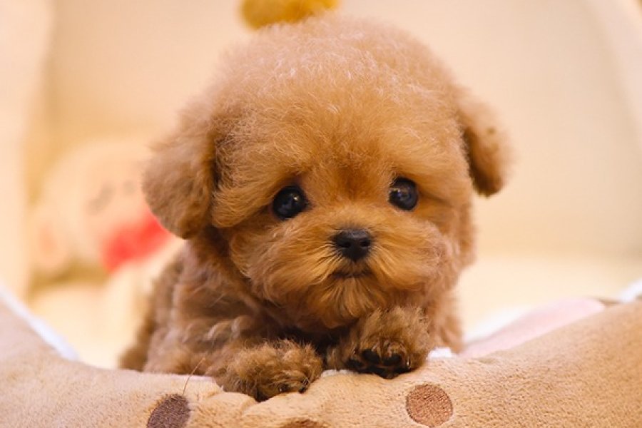 KOREAN TOY POODLE YAVRULARIM 1
