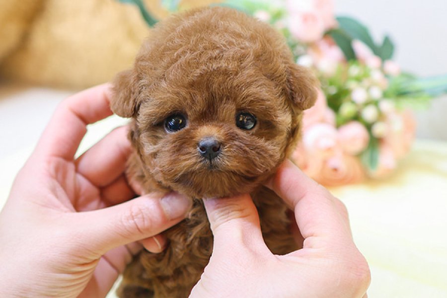 TOY POODLE YAVRULARIM SHOW KALITE 1