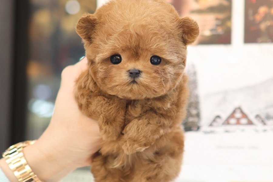 MUKUMMEL KALITEDEKI TOY POODLE YAVRULARIMIZ 1