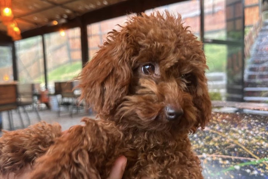 0 numara toy poodle red brown 2