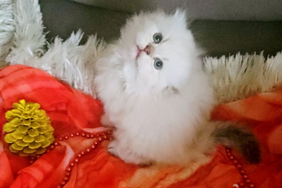 Irk ve sağlık garantili yavrularımız 2