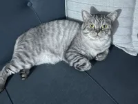 Bırıtısh shorthair kısır yetişkin hero