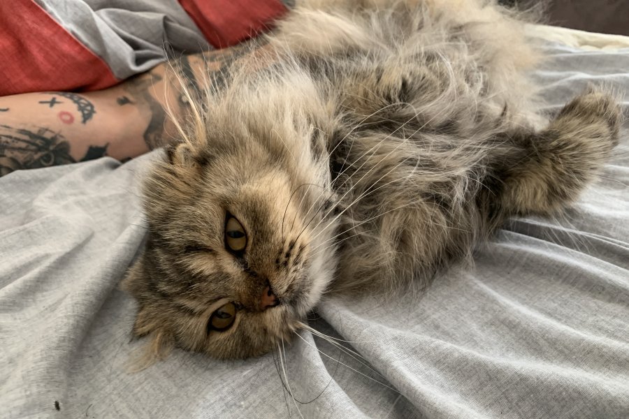 Kedi sahiplendirme 1