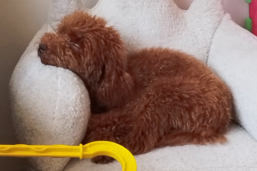 Orjinal Toy Poddle 1 yaşında, kısırlaştırılmamış 1