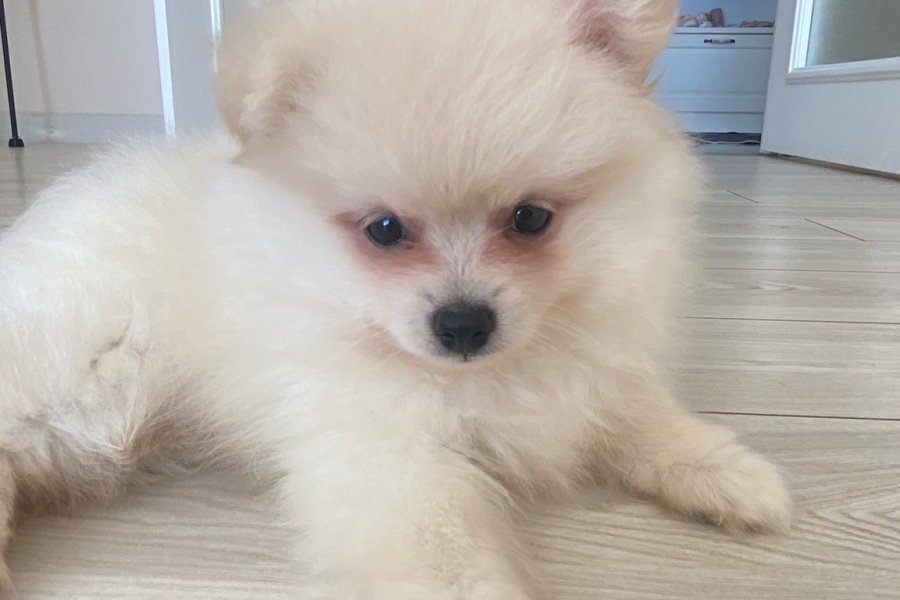 Pomeranian  boo erkek eşyalarıyla birlikte satilik 3