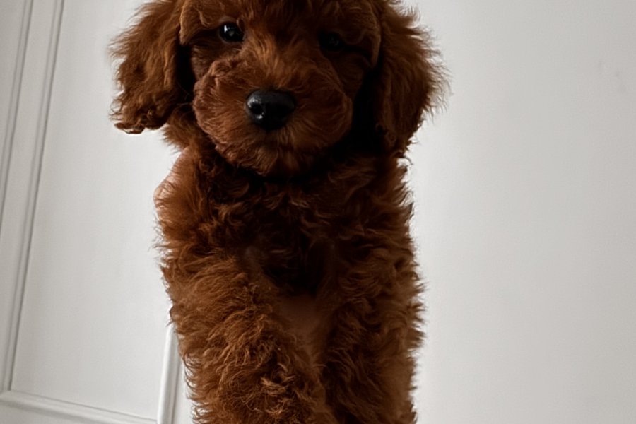 Kore Red Brown Toy Poodle Yavru 2 aylık erkek 1