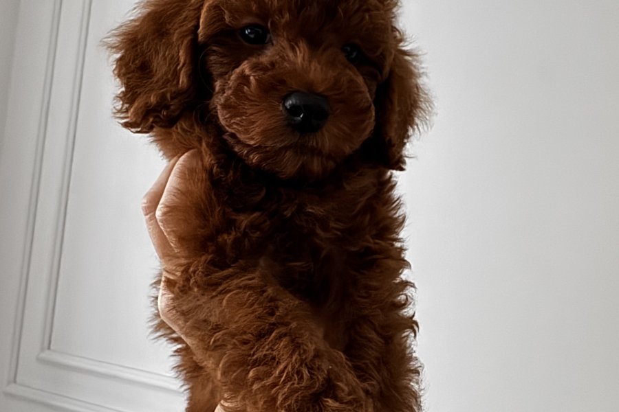 Kore Red Brown Toy Poodle Yavru 2 aylık erkek 2