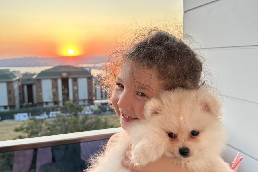 Pomeranian  boo erkek eşyalarıyla birlikte satilik 1