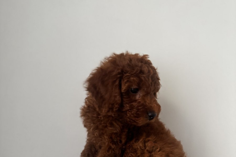 Kore Red Brown Toy Poodle Yavru 2 aylık erkek 3
