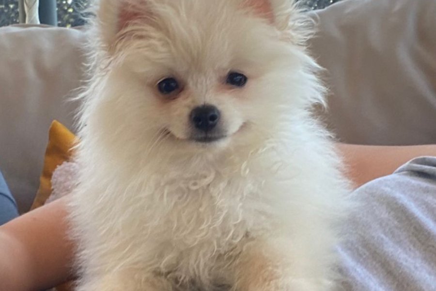 Pomeranian  boo erkek eşyalarıyla birlikte satilik 2