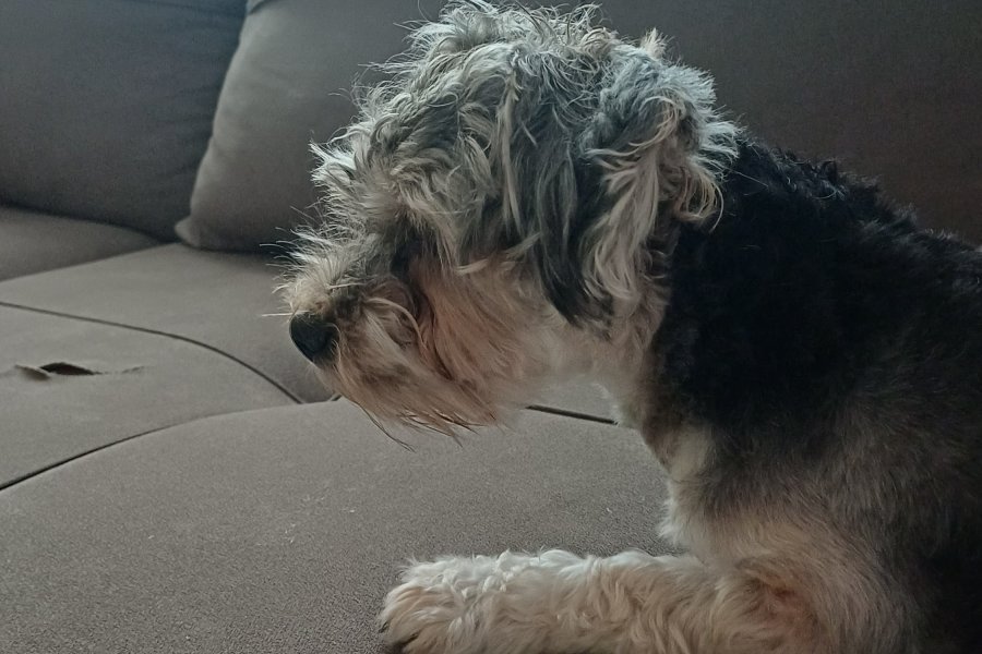 2 YAŞINDA ERKEK YORKIEPOO LEO 1