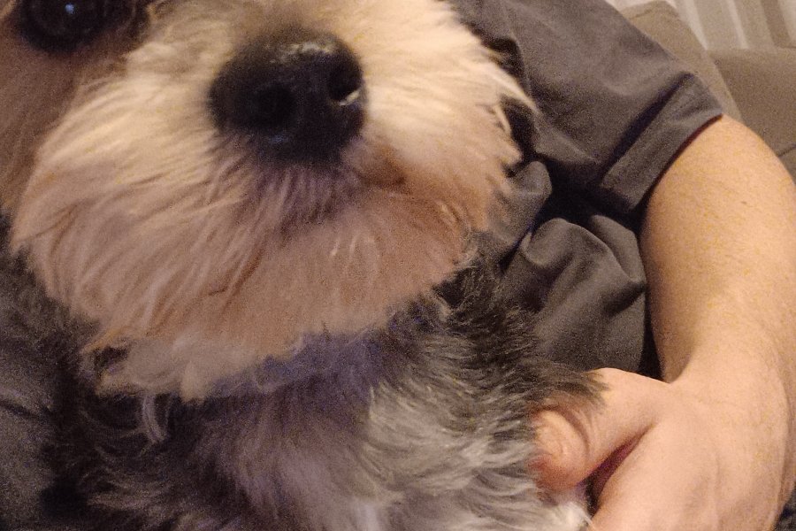 2 YAŞINDA ERKEK YORKIEPOO LEO 2