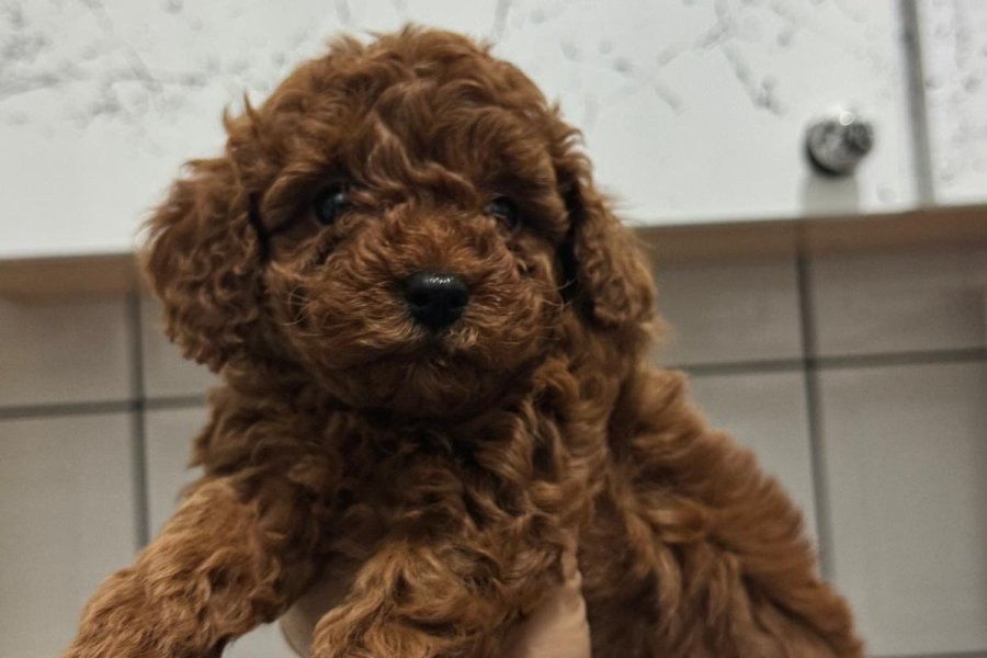 Toy poodle Kore ırk garantili 1