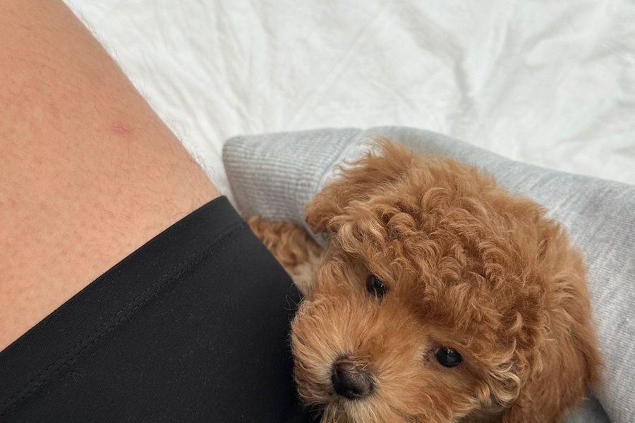 2 Aylık Red Toy Poodle Dişi 2