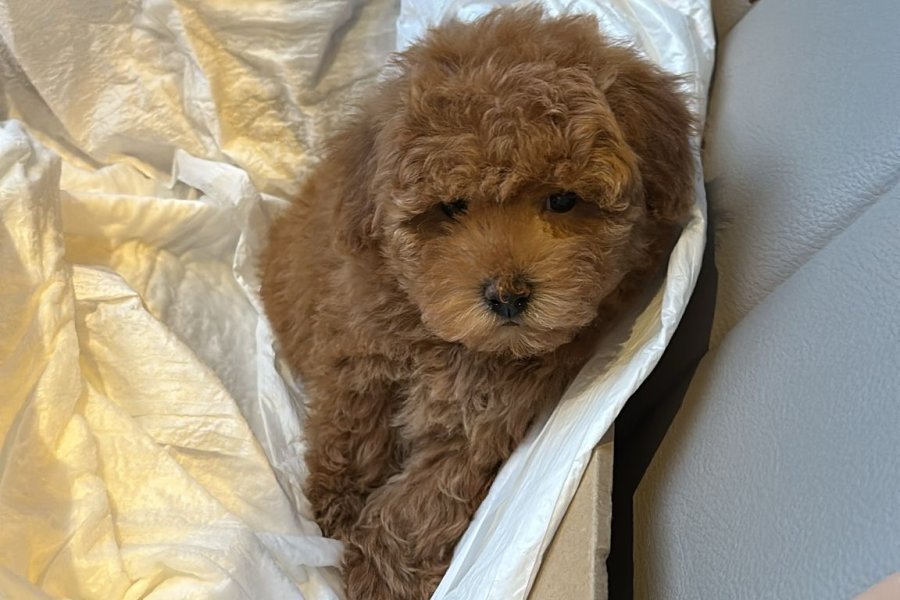 2 Aylık Red Toy Poodle Dişi 1