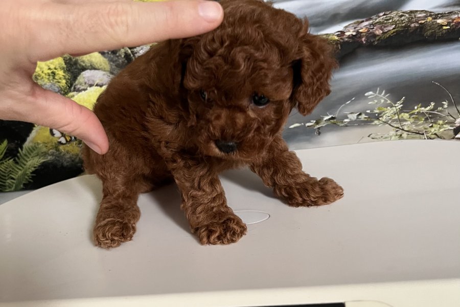Çok Tatlı, Safkan, Dişi Toy Poodle Yavrusu 1