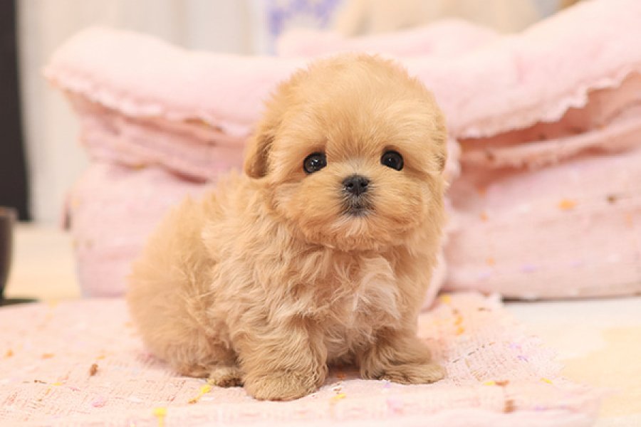 Seker kivaminda cok ozel toy poodle bebeklerimiz 1