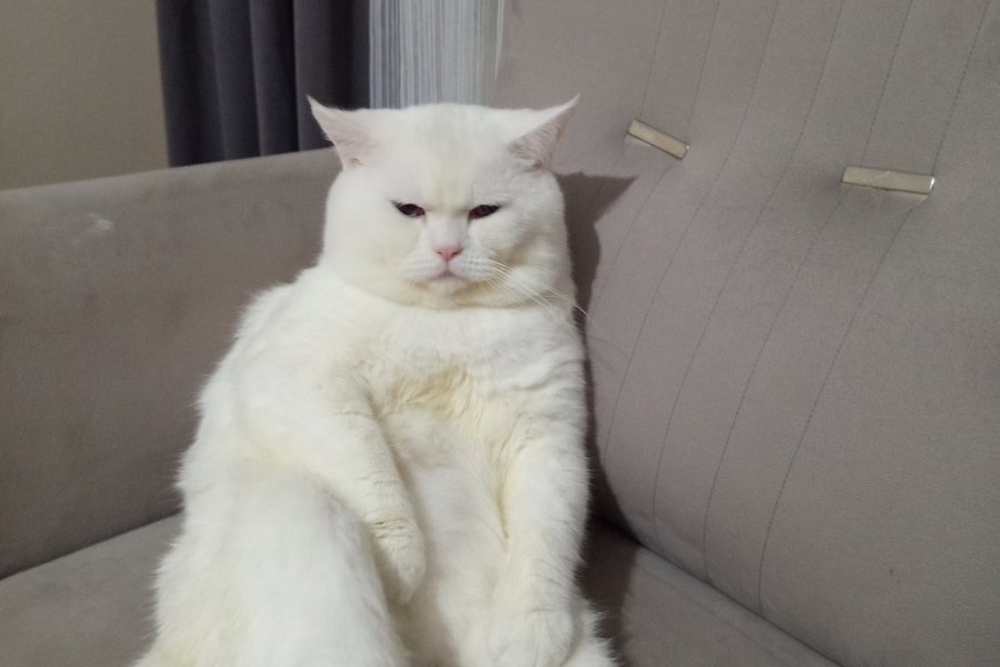 British fold erkek kedi 1