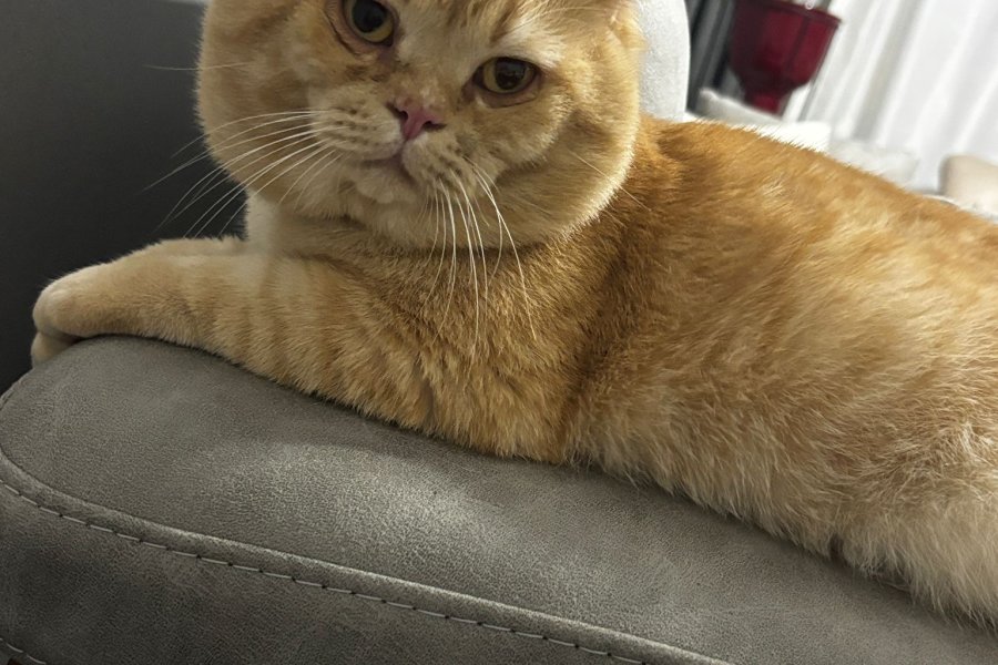 Sevimli British Shorthair Kedimize Yuva Arıyoruz 1