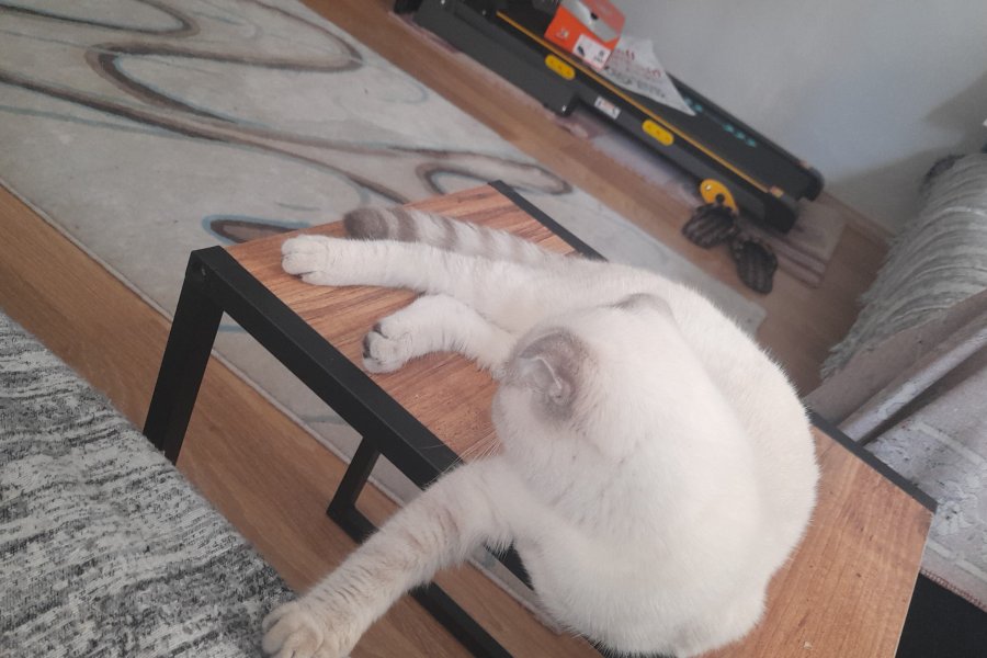 pamugum yeni yuvasini ariyor 2