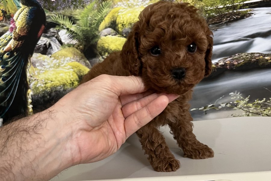Orijinal Teacup Poodle Yavrusu 1