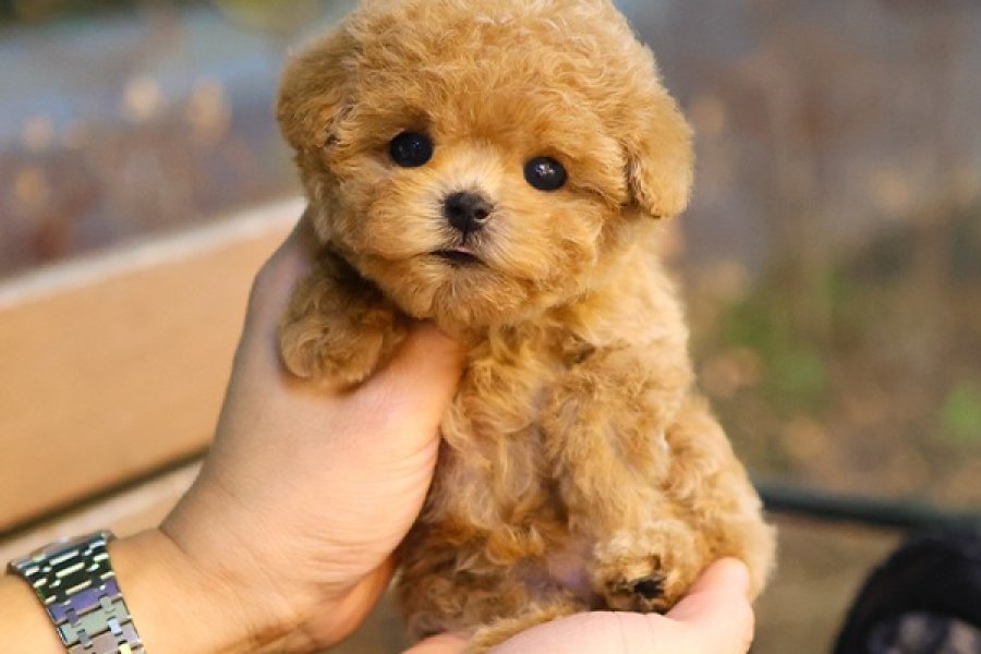 TOY POODLE BEBEKLEROMIZ SIZLERLE 1
