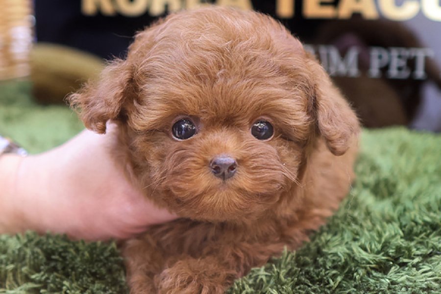 NADIR BULUNAN TOY POODLE YAVRULARIM 1