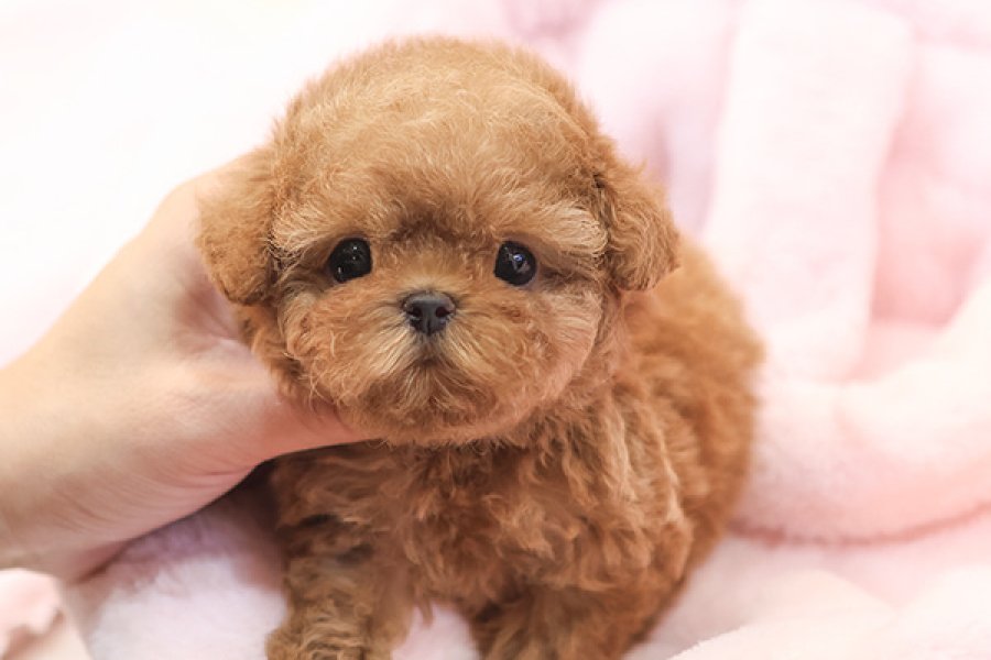 ITHAL KOREAN SHOW DUZEY TOY POODLE YAVRULARIM 1