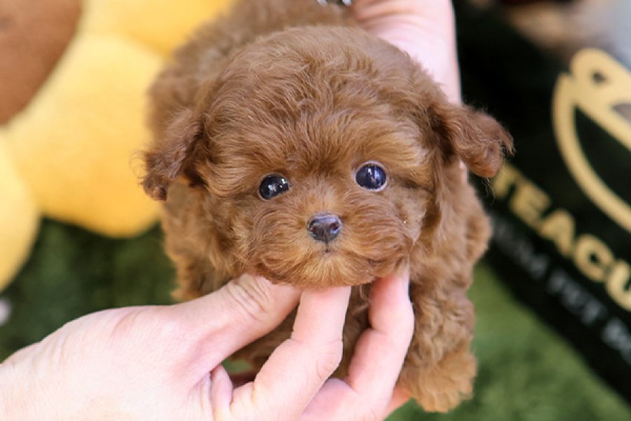 NADIR BULUNAN TOY POODLE YAVRULARIM 2