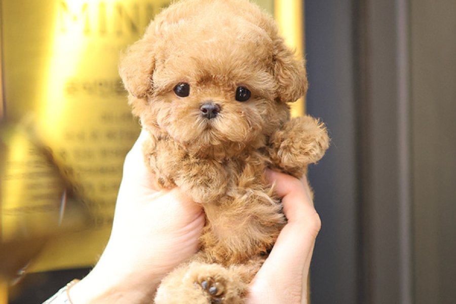 ITHAL KOREAN SHOW DUZEY TOY POODLE YAVRULARIM 3
