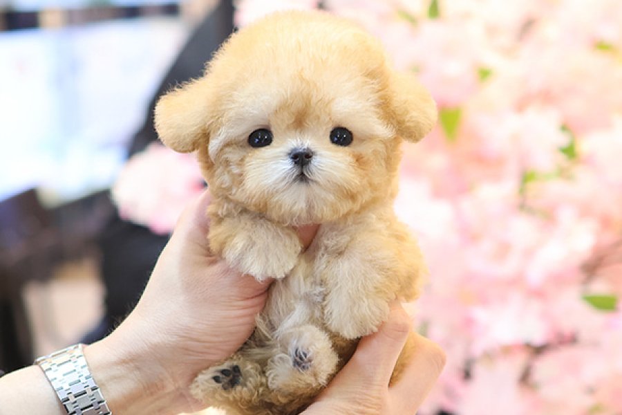 SECKIN VE OZEL TOY POODLE YAVRULARIM 2