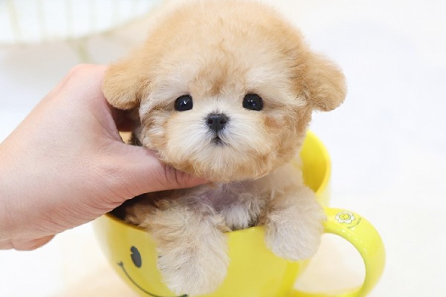 SECKIN VE OZEL TOY POODLE YAVRULARIM 1