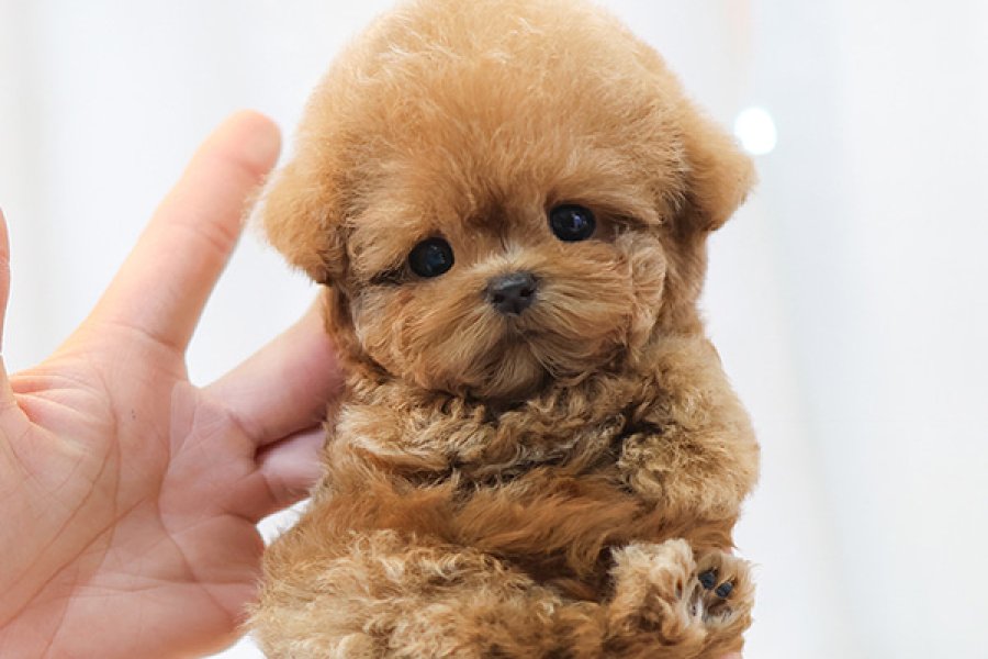 SEVGI DOLU TOY POODLE YAVRULARIM 1