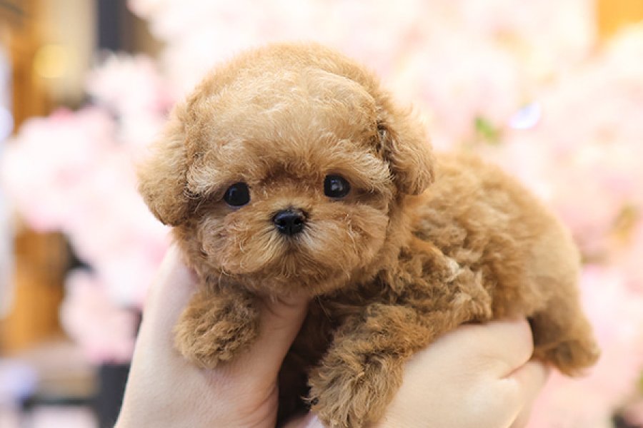ITHAL KOREAN SHOW DUZEY TOY POODLE YAVRULARIM 2
