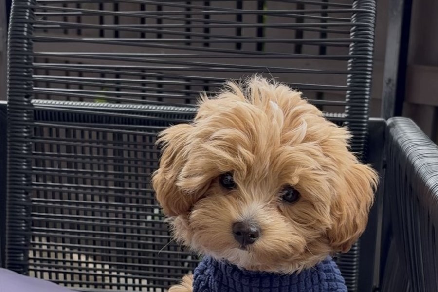 çok tatlı ve sevimli minik toy poodle 1