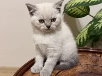 SAFKAN OYUNCU BRITISH BLUE POINT BEBEĞİM