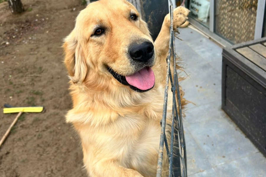 Safkan ve Oyuncu Golden Retriever Yavrumuz 1
