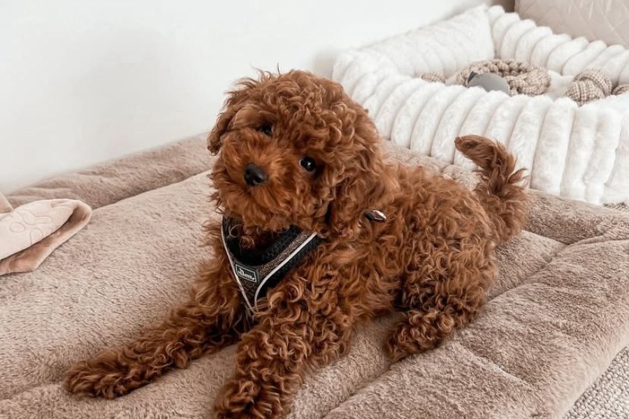 WC EĞİTİMLİ KORE TOY POODLE 1
