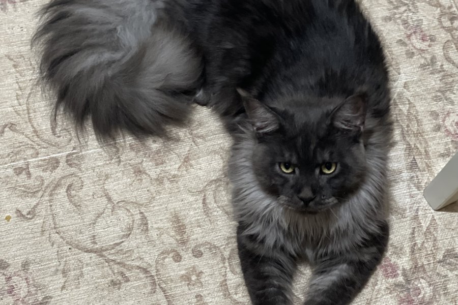 Main coon 2