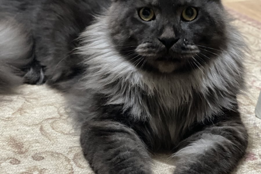 Main coon 1