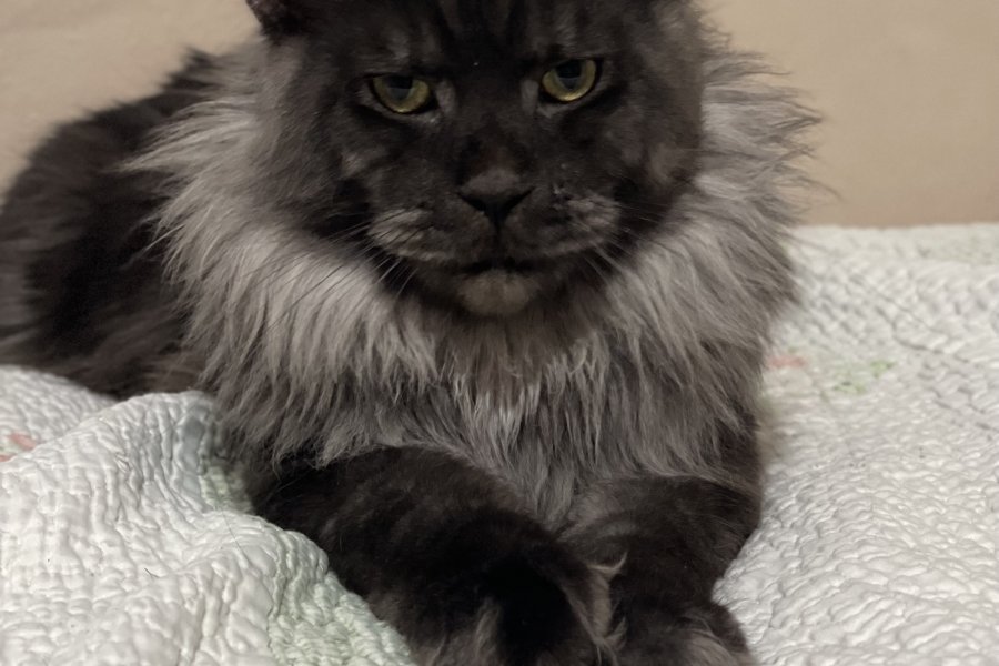 Main coon 3