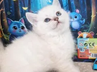 Beyaz pamuk