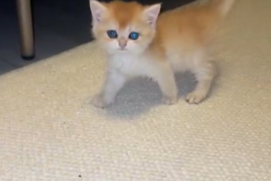 British longhair gold 3