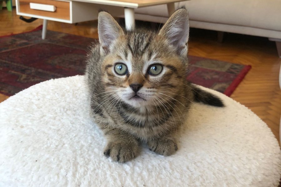British shorthair 1