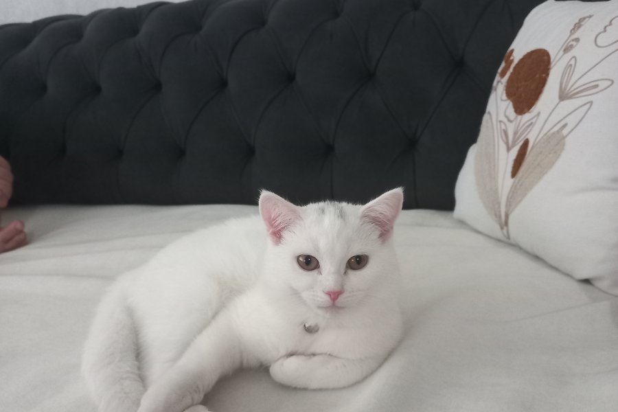 Sevimli British Longhair Yavrumuza Yuva Arıyoruz 1